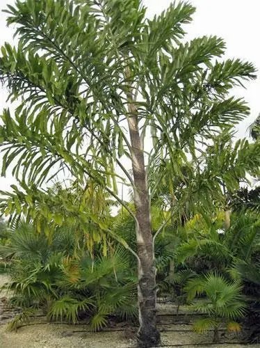 Wallichia Disticha Distichous Fishtail Or Wallich Palm 5 Seeds