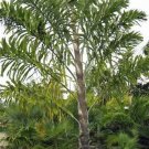 Wallichia Disticha Distichous Fishtail Or Wallich Palm 5 Seeds