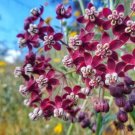 Asclepias Cordifolia Heartleaf Milkweed 10 Seeds