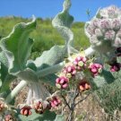 Asclepias Californica California Milkweed 5 Seeds