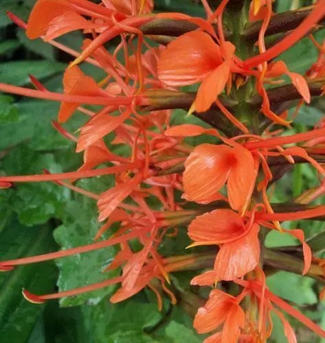 Hedychium Coccineum Red Butterfly Ginger Scarlet Gingerlily 5 Seeds