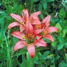 Lilium Philadelphicum Philadelphia, Prairie Or Wood Lily 10 Seeds