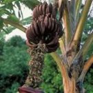 Musa Itinerans 'Burmese Blue' 5 Seeds