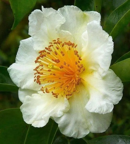 Gordonia Tiantangensis 10 Seeds