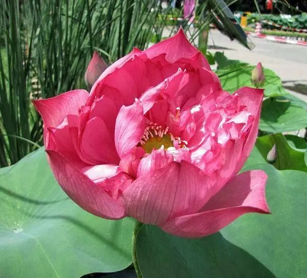 Nelumbo Nucifer Red Sacred Red Lotus 5 Seeds