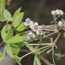 Akebia Quinata Silver Bells 5 Seeds