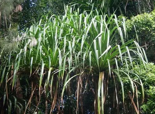 Pandanus Viscidus Spiderleg Screwpine 5 Seeds