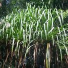 Pandanus Viscidus Spiderleg Screwpine 5 Seeds