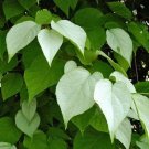 Actinidia Polygama Silver Vine Cat Powder Rare 5 Seeds
