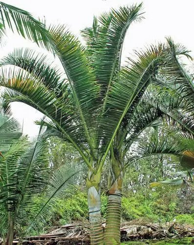 Dypsis Carlsmithii Stumpy Palm 5 Seeds