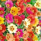 3000 Moss Rose Grandiflora Seeds Autumn Mix Flowers Groundcover Butterflies