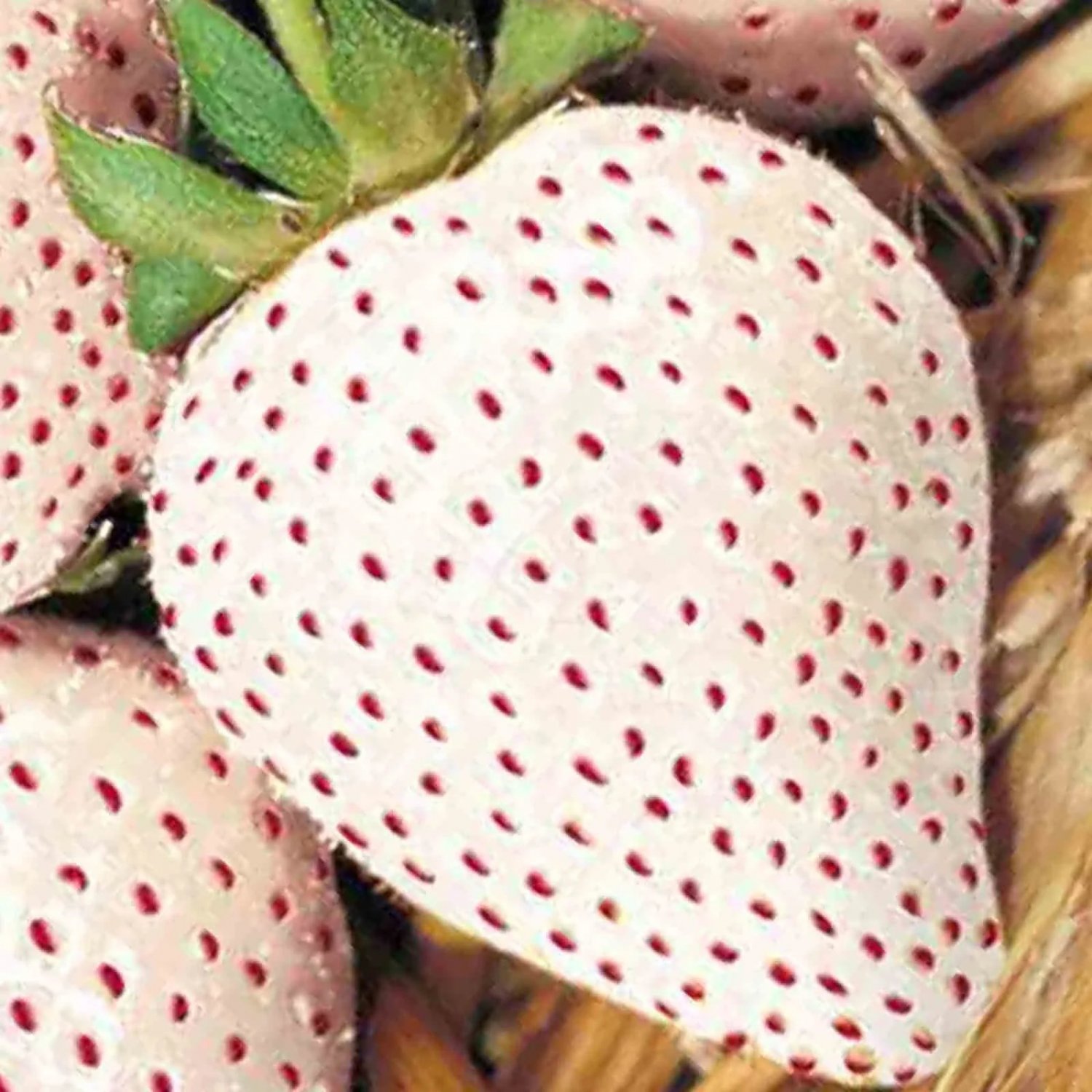 100 Seeds White Wonder Strawberry