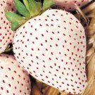100 Seeds White Wonder Strawberry
