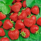 150 Seeds Ali Baba Strawberry