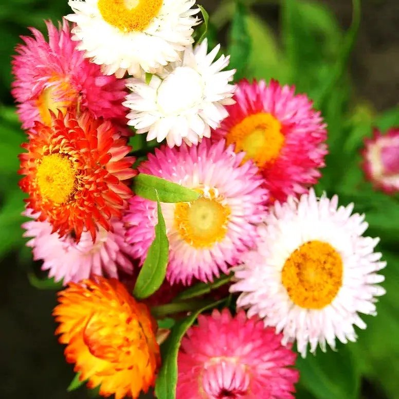 300 Strawflower Seeds Spring Mix Daisy Perennial Rare Drought Heat Tolerant