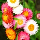 300 Strawflower Seeds Spring Mix Daisy Perennial Rare Drought Heat Tolerant