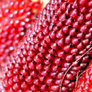 60 Strawberry Rare Ruby Corn Seeds Red Autumn Sweet Heirloom  Popcorn