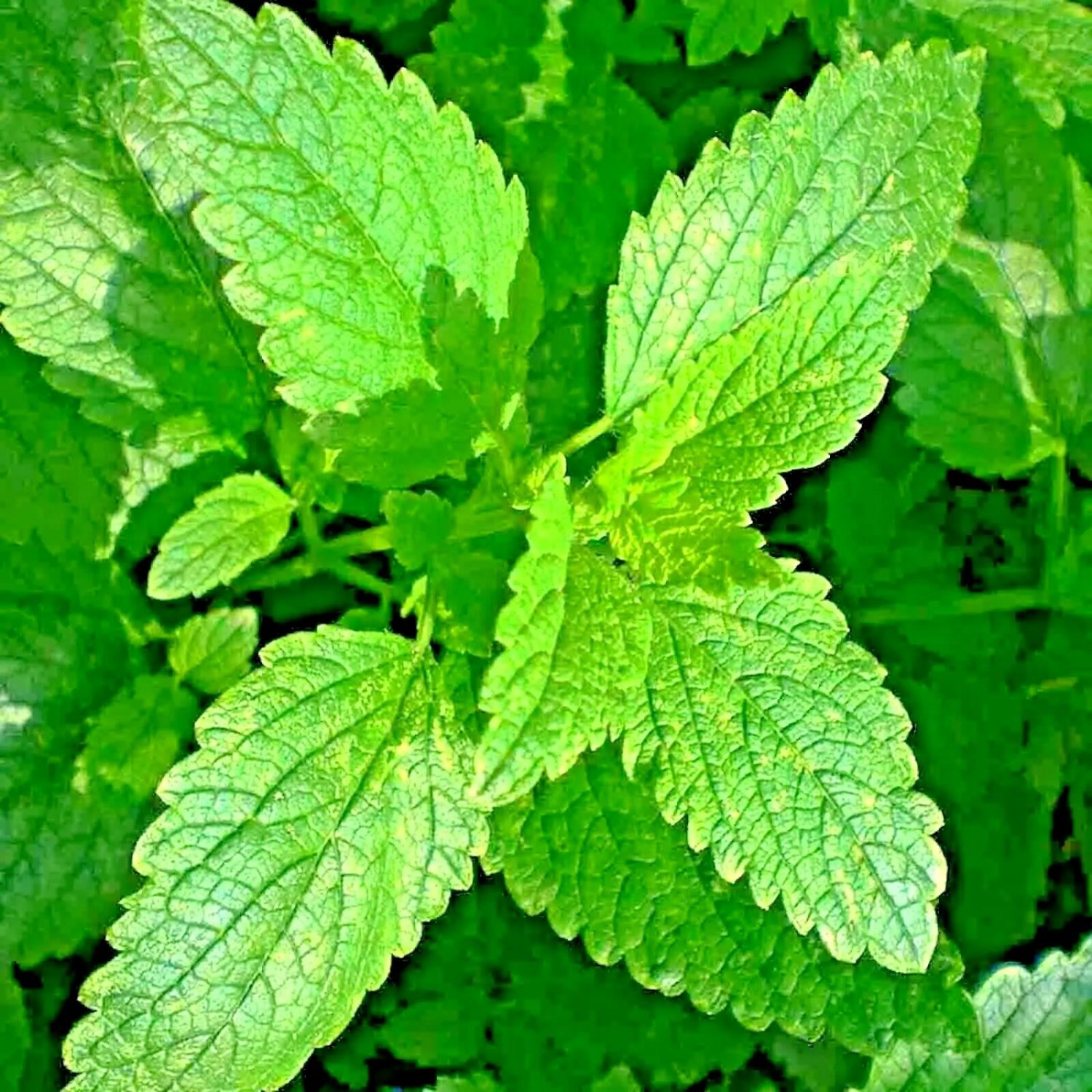 1000 Lemon Balm Citronella Perennial Seeds Mosquito Insect Repellent