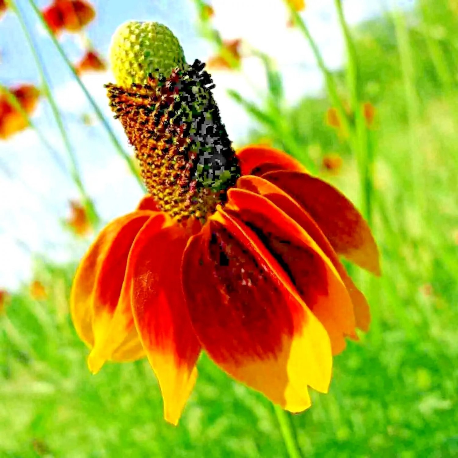 20 Seeds Spring Perennial Rare Drought Tolerant Deer Repellent