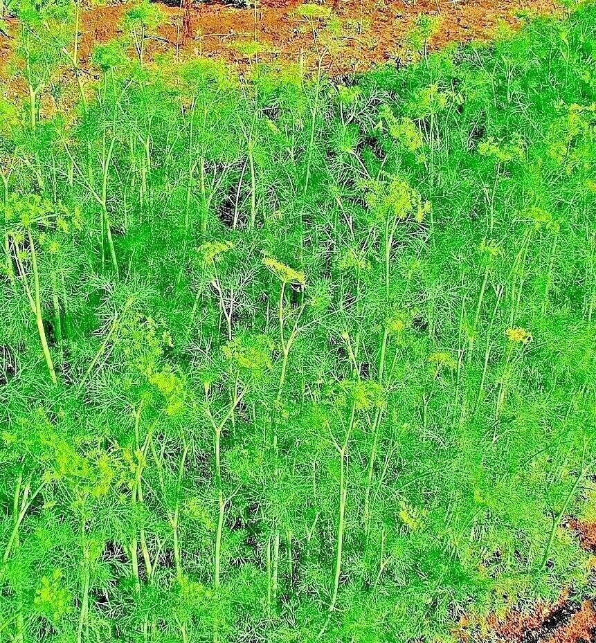 350 Seeds Spring Insect Repellent Herb Garden Spice  Heirloom