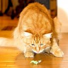 1000 Catnip Seeds Perennial Spring Mosquito Bug Repelling Heirloom Herb 1000 Catnip Seeds Perennial Spring Mosquito Bug Repelling Heirloom Herb