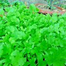 100 Cilantro Seeds Autumn Herb Garden Pest Bug Repellent  Us