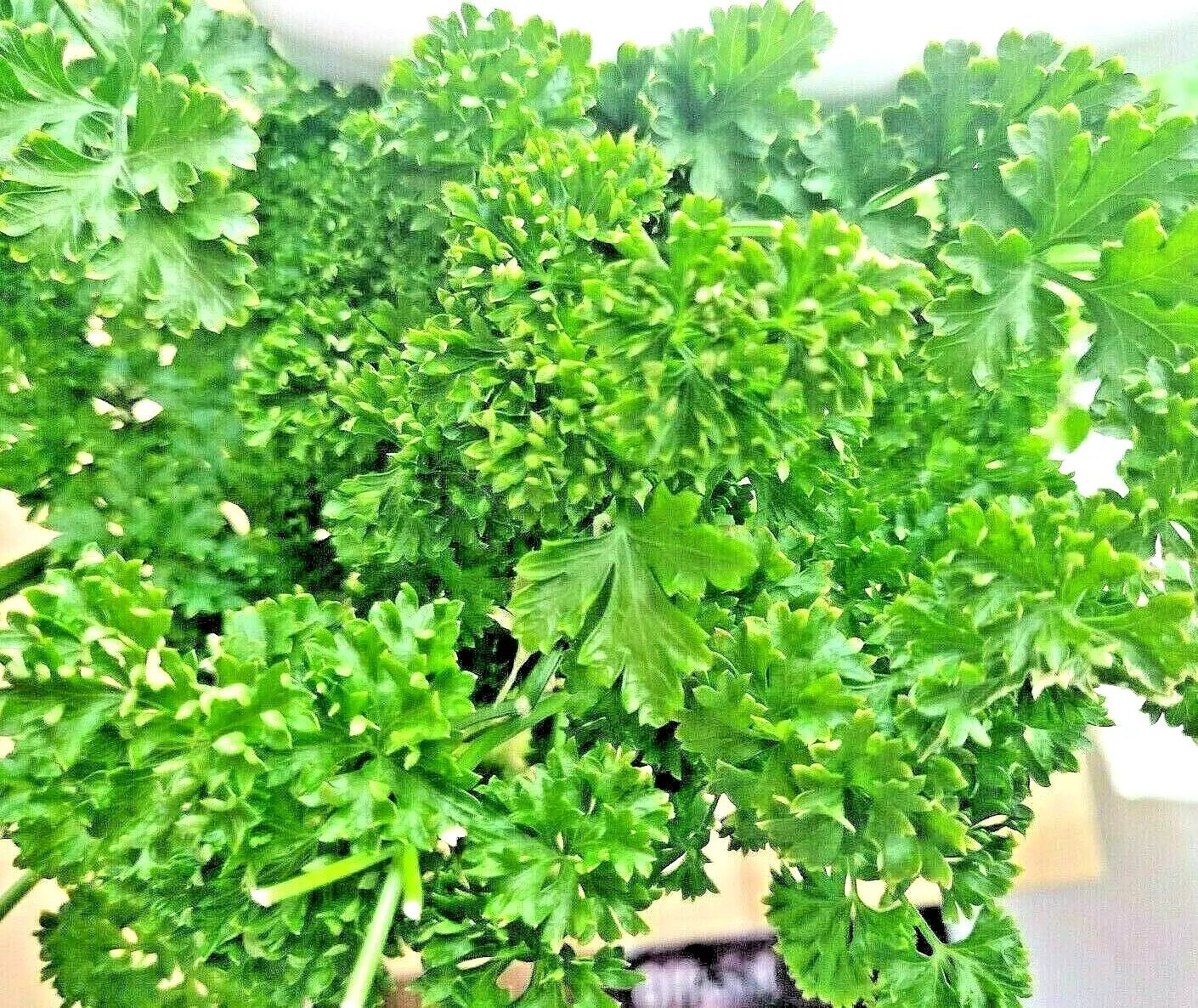 2000 Parsley Spring Seeds Herb Garden Vegetable  Heirloom Curled Greens