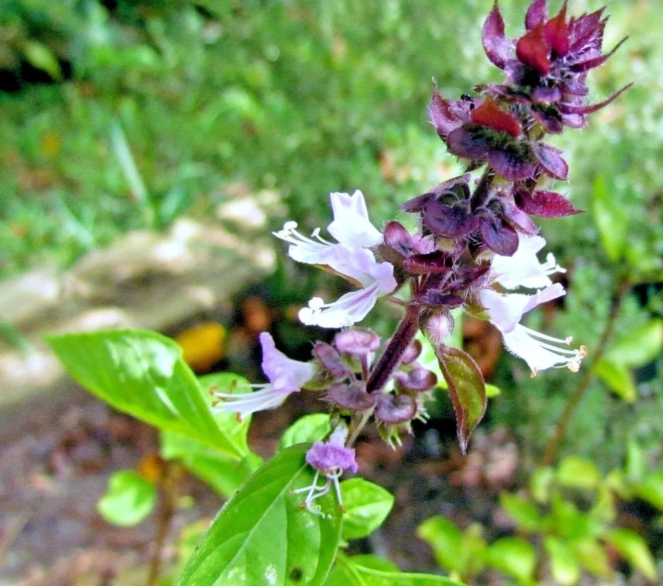 600 Mexican Basil Seeds Rare Spring Herb Garden Mosquito Insect Repellent