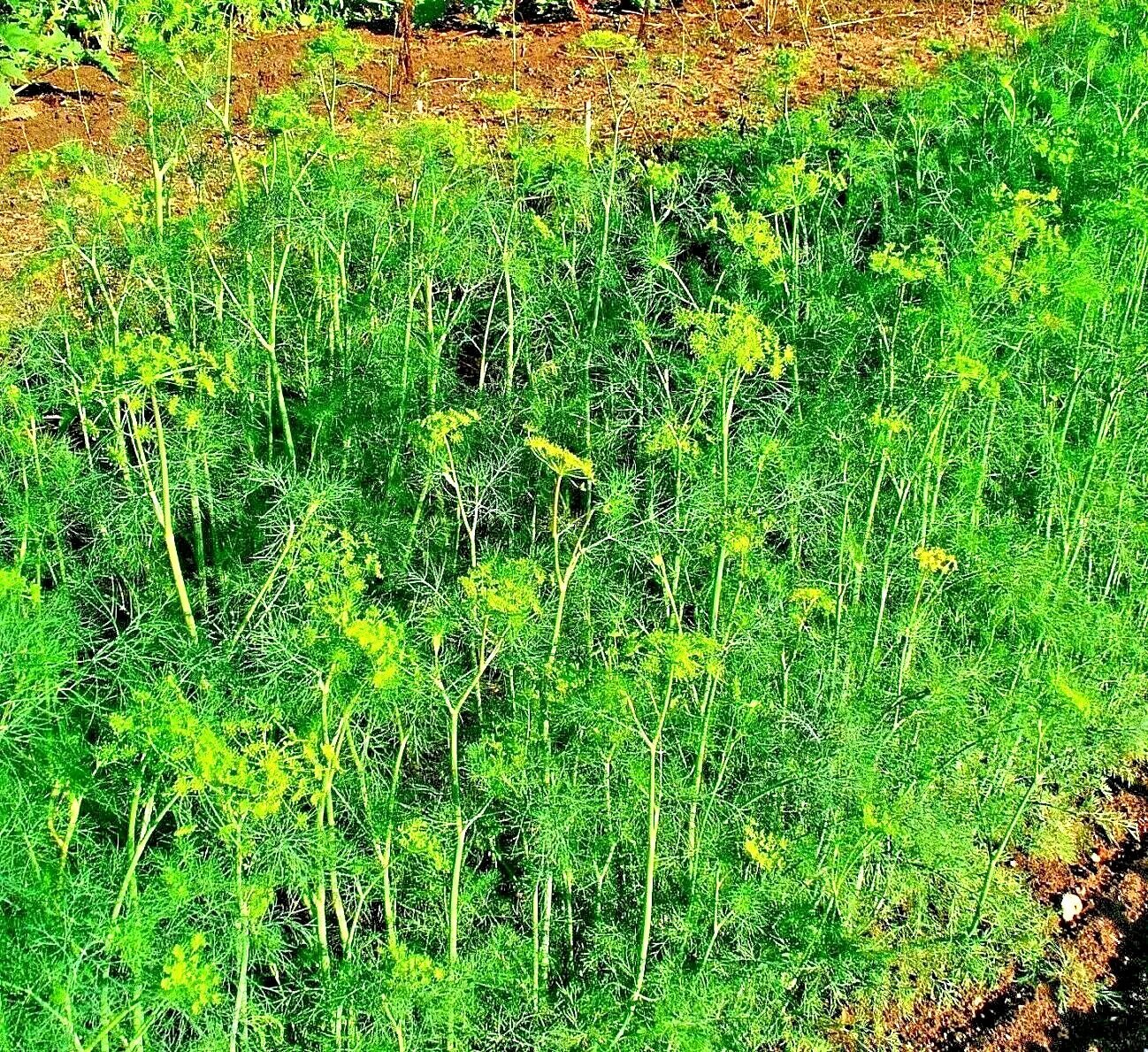 350 Seeds Dill Spring Drought Tolerant Herb Vegetable Garden  Heirloom Us