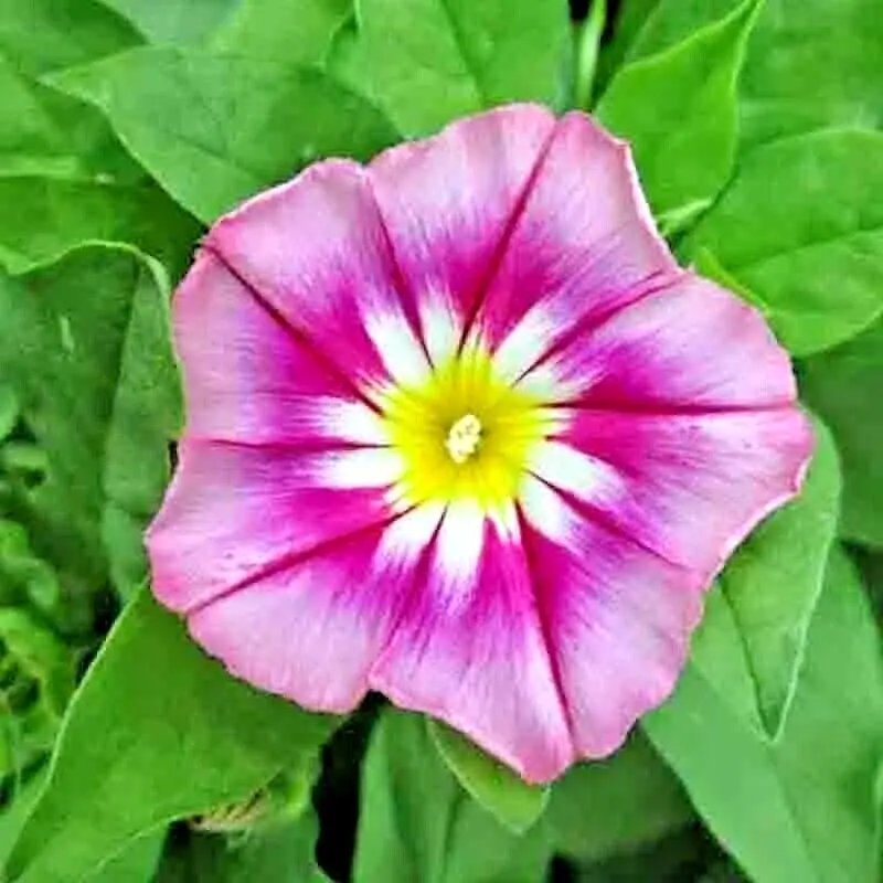 30 Seeds Dwarf Rose Hummingbird Mix Tricolor Flowers Vining