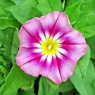 30 Seeds Dwarf Rose Hummingbird Mix Tricolor Flowers Vining