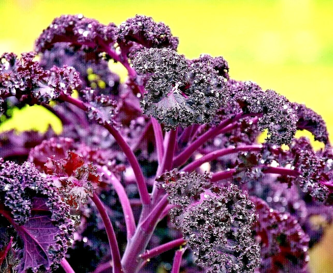 300 Kale Ornamental Borecole Red Seeds Autumn Garden Beautiful Deer