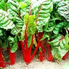 100 Swiss Chard Spring Salad Garden Vegetable Seeds Heirloom Microgreens