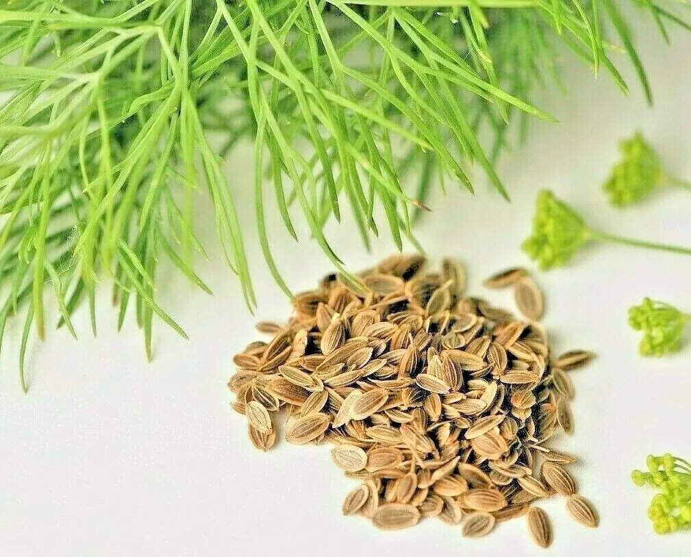 350 Dill Seeds Spring Planting Fresh  Heirloom Herb Spice Vegetable
