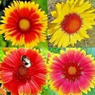 100 Blanket Flowers Spring Mix Seeds Perennial Sunflower Pollinators
