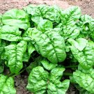 100 Spinach Bloomsdale Seeds Autumn Giant Garden Vegetable Salad Heirloom