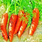 2000 Carrot Seeds Autumn Vegetable Garden  Sweet Heirloom Salads