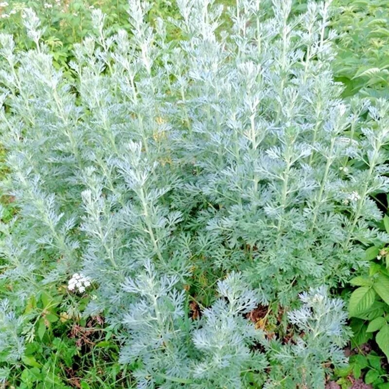 2000 Wormwood Absinthe Seeds Spring Perennial Mosquito Pests Deer Repellent
