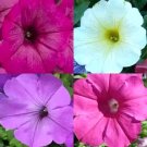 2000 Petunia Seeds Hummingbird Mix Butterflies Flowers Container  Garden