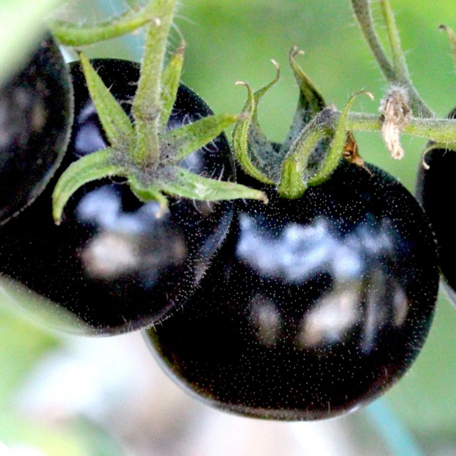 European Black Cherry Tomatoes 30 Seeds Sweet Tasty Heirloom  Rare Juicy