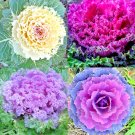 200 Ornamental Kale Spring Mix Seeds Flowering Vegetable Garden Cabbage
