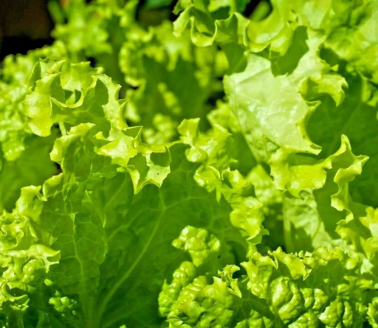 1500 Lettuce Black Simpson Seeds Spring Salads Heirloom  Microgreens