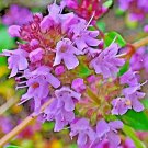 4000 Seeds Purple Groundcover Lawn Herb Drought Arid Perennial Us