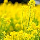 2000 Black Mustard Seeds Spring Microgreens Garden Pest Repellent Medicinal