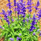 100 Sage Seeds Mosquito Repellent Herb Spring Perennial Heirloom Deer Resistant