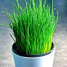 1000 Chives Seeds Green Onion Spring Perennial  Mosquito Repellent Herbs