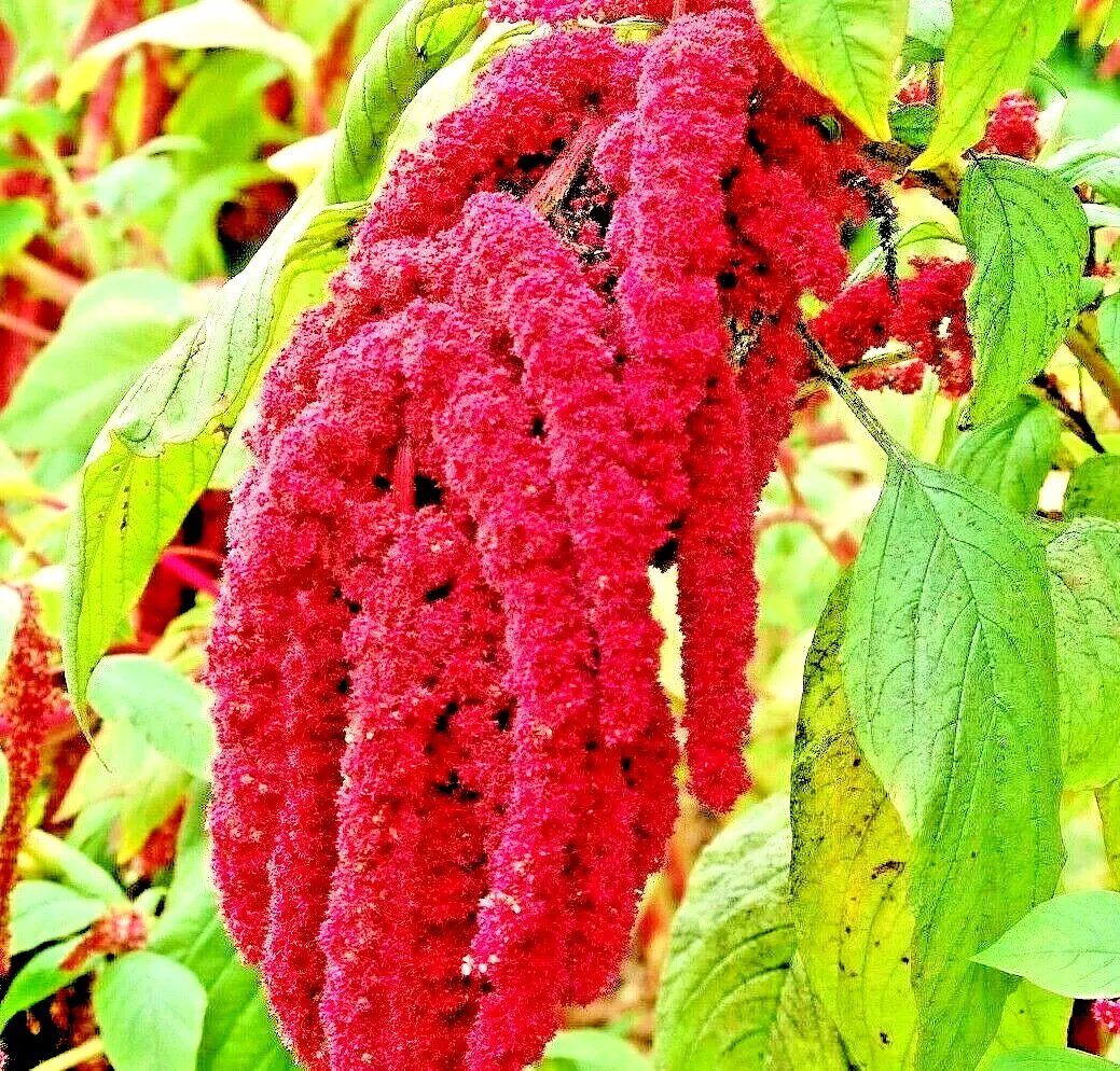 2000 Amaranth Seeds Love Lies Bleeding Spring Flower Garden Heirloom