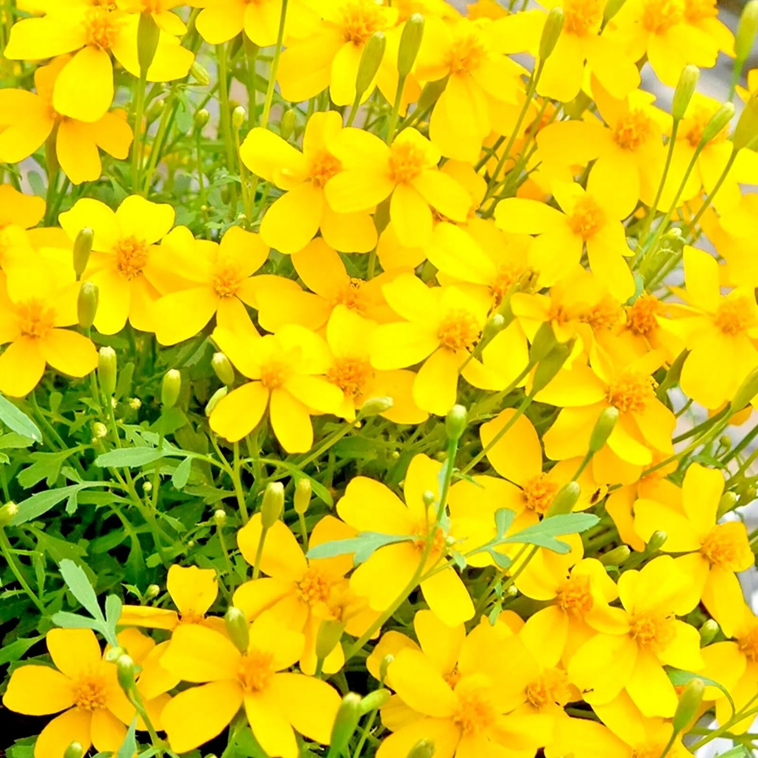 20 Seeds Marigold Herb Medicinal