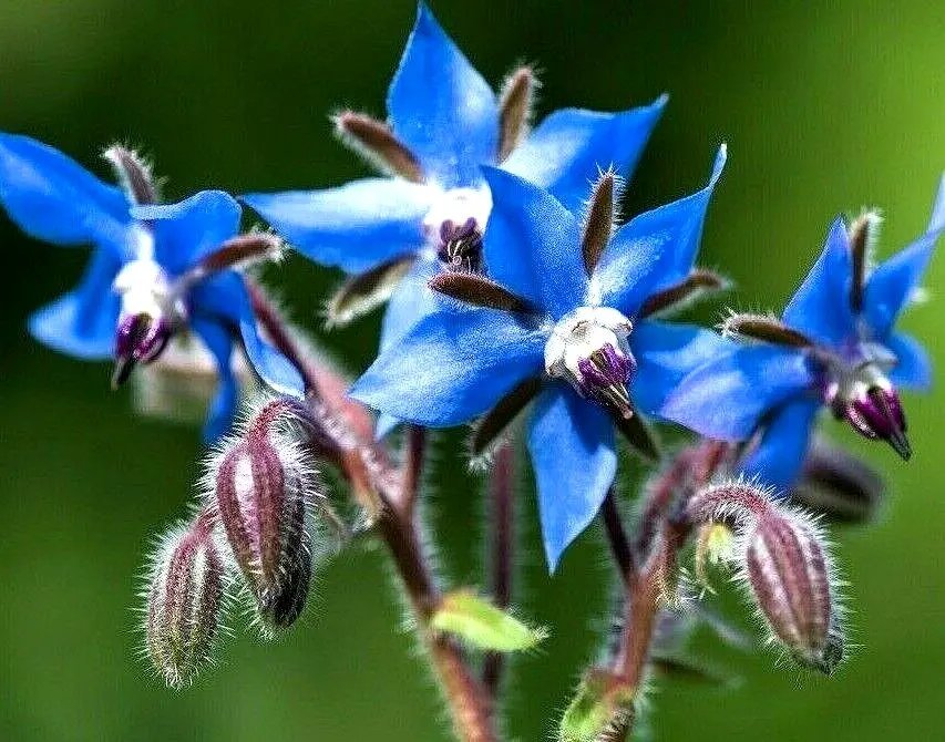 200 Borage Seeds Spring Herb Garden Pest Repellent Blue Star Flower