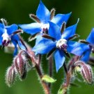 200 Borage Seeds Spring Herb Garden Pest Repellent Blue Star Flower